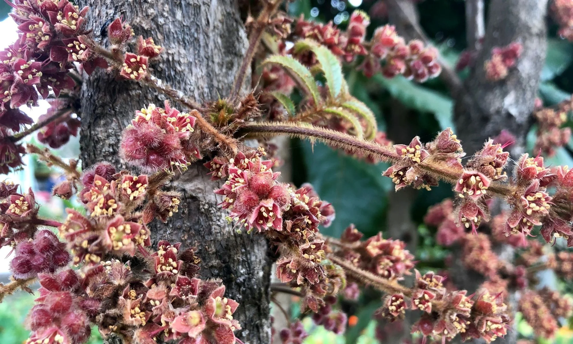Australia’s Ancient Superfoods, Farm Direct