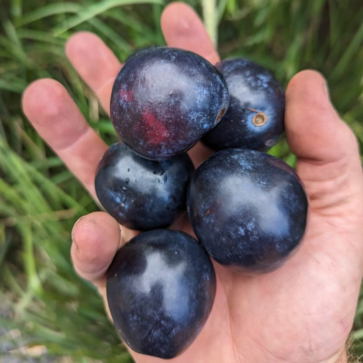 5kg x Davidson Plum Powder (Wholesale) - Image 4